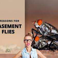 6 Reasons For Basement Flies Easy