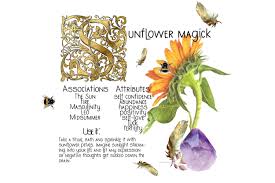 magickal properties of sunflowers