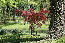 Acer palmatum emperor i and many other plants like it are available at art's nursery. Emperor I Japanese Maple Acer Palmatum Wolff At Gertens Japanese Maple Deciduous Trees Acer Palmatum