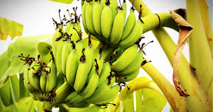 plantain the facts uses and