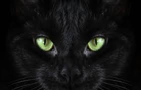 Wallpaper Black Cat Macro Green Eyed