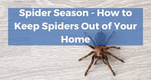 spider season how to keep spiders out