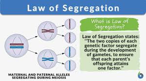 mendel s law of segregation biology