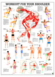 Workout For Your Shoulder Anatomical Chart