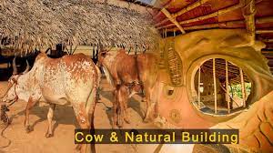 cow and natural building