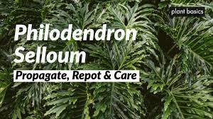philodendron selloum care propagation