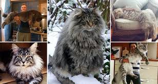 most beautiful maine cats
