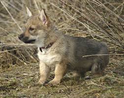 The swedish vallhund is loving, playful and energetic. Breed Profile
