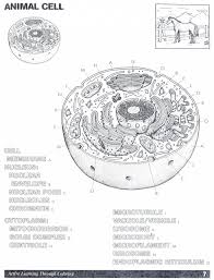 Plant and animal cell coloring sheets. Plant Animal Cell Worksheet Template Library
