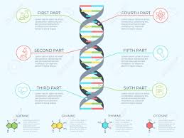 Dna Infographic Genetic Spiral Genomic Model Molecule Diagram