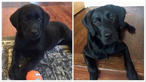Black Labrador Growth Progression Piper Pup Blog