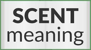 scent meaning of scent you