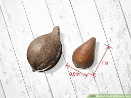 How To Identify Hickory Nuts With Pictures Wikihow