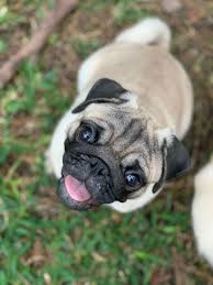 Puppy images pug puppies pugs big dog clothes pets cute puppies animals pictures of pug puppies puppies. Such A Happy Little Pug Puppy Pug Puppies Pug Dog Cute Baby Animals