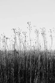 Find the best black and white abstract wallpapers on getwallpapers. Black Tree In Tall Grass Black And White Landscape Photograph Black And White Picture Wall Black And White Landscape White Aesthetic Photography
