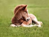 can-horses-sleep-both-lying-down-and-standing-up