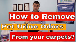 remove pet urine odor from your carpets