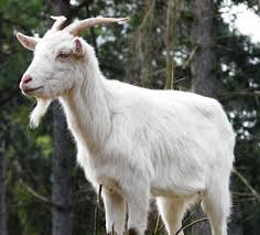 Image result for images of goat
