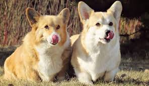 Puppies may need three meals daily. 19 Of The Best Dog Food For Corgis K9 Web
