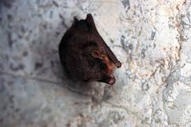 solved what does bat look like
