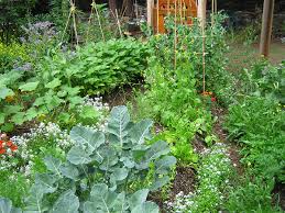 what is a permaculture garden living