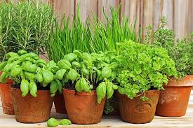 grow herbs in a pot ocean leaves