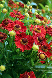 13 Fall Flowers To Add To Your Garden