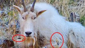 idaho mountain goat injured by poacher