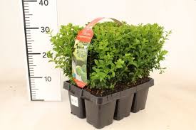 Buxus sempervirens (Boxwood) XL 6 Pack - Urban Plant Life