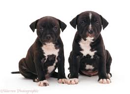 722 likes · 15 talking about this. Dogs Staffordshire Bull Terrier Puppies Photo Wp07476