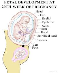 20 Weeks Pregnant Pregnancy Articles