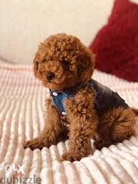 the toy poodle baby dogs 112718036