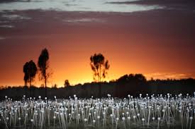 Spectacular Field Of Light Installation At Uluru West