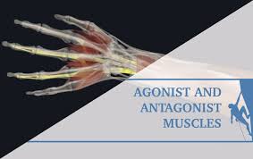 anonist muscles