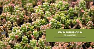 sedum furfuraceum succulents and sunshine