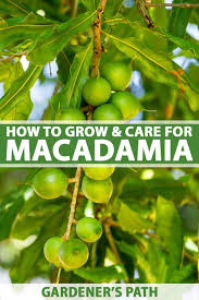 grow and care for a macadamia nut tree