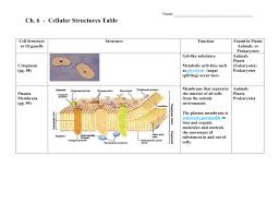 Cellular Structures Table Ansewer Key