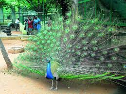 I was able to get even though cyberghost's integrated ad blocker didn't stop peacock from playing commercials, this. Experts Want Total Ban On Peacock Feather Sale Times Of India
