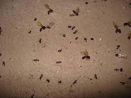 aacute pest control carpenter ant