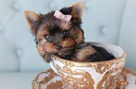 cute teacup yorkie puppy youre my cup
