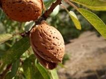 Can you eat almonds off the tree?