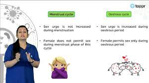 Differences Between Menstrual Cycle & Oestrous Cycle (2) in Hindi | Biology  Video Lectures