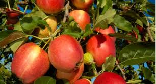 Fruit Tree Growing Guide Tui How To
