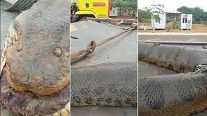 Comment cet énorme serpent découvert au Brésil a-t-il atteint une telle  taille ?