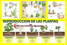 proceso de reproducciÓn de las plantas