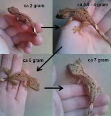 34 Best Geckos Images Crested Gecko Reptiles
