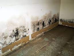 water and mold in your basement the
