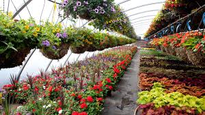 floriculture industry in sri lanka