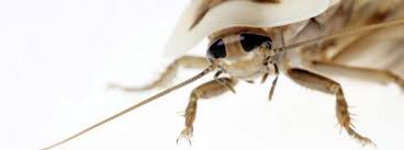 Schaben, im volksmund auch gerne kakerlaken genannt, werden meist zu den ekelerregendsten insektenarten gezählt. Kakerlake Gefunden So Wirst Du Kuchenschaben Los