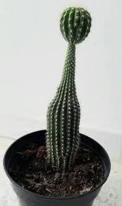 Ce petit cactus globulaire produit de très grandes fleurs durant tout l'été. Maladie Des Cactus Causes Traitements Et Preventions Cactus Malade